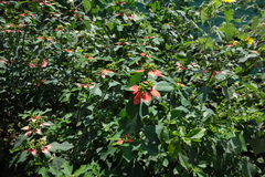Euphorbia cyathophora